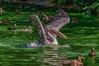 0171-pelicans