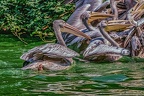 0223-pelicans