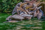 0227-pelicans