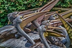 0257-pelicans
