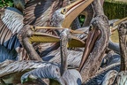 0283-pelicans