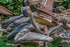 0285-pelicans