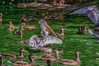 0333-pelicans
