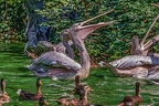 0345-pelicans
