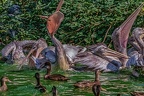0365-pelicans