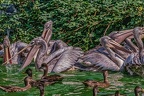 0373-pelicans