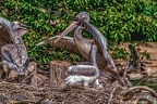 0505-pelicans