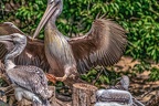 0539-pelicans