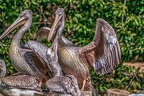 0571-pelicans