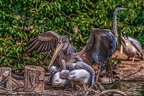 0625-pelicans