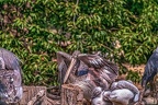 0630-pelicans