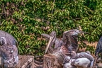 0634-pelicans
