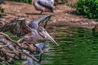 0679-pelicans
