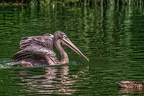0685-pelicans