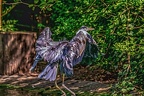 0772-gray heron