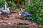 0794-gray heron