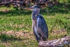 0801-gray heron