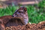0808-chinesian muntjac