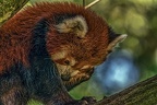0825-small panda