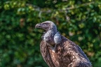 0851-griffon vulture