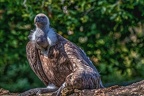 0852-griffon vulture