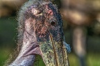0873-african marabou