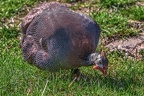 0897-house guinea fowl