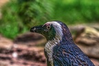 1020-spectacled penguin