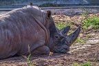 1103-white rhinoceros