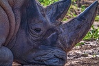 1106-white rhinoceros