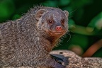 1123-zebra mongoose 