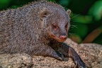 1125-zebra mongoose 