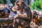 0008-pig monkey