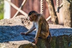 0101-pig monkey