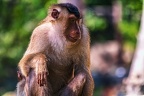 0165-pig monkey