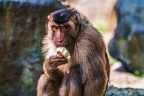 0199-pig monkey