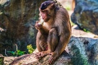 0209-pig monkey