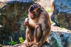 0227-pig monkey