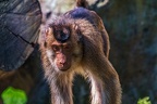 0250-pig monkey