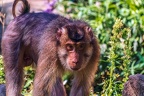 0254-pig monkey