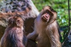 0312-pig monkey
