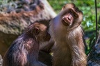 0331-pig monkey