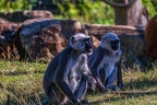 0338-hulman - indian langurs