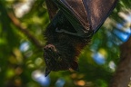 0366-malayan flying dog