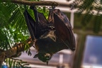 0378-malayan flying dog