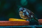 0392-bulbul