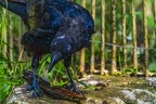 0425-silk cowbird