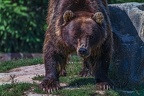 0566-kodiak bear