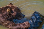 0622-kodiak bear