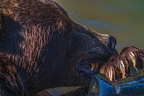 0634-kodiak bear
